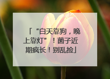 “白天靠狗，晚上靠灯”！菌子近期疯长！别乱捡