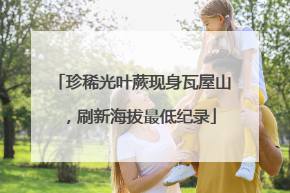 珍稀光叶蕨现身瓦屋山，刷新海拔最低纪录