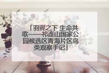 羽翼之下 生命共歌——祁连山国家公园候选区青海片区鸟类观察手记