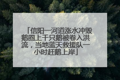 信阳一河道涨水冲毁鹅圈上千只鹅被卷入洪流，当地蓝天救援队一小时赶鹅上岸