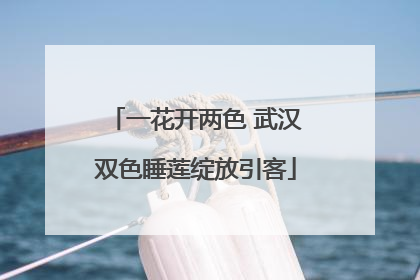 一花开两色 武汉双色睡莲绽放引客