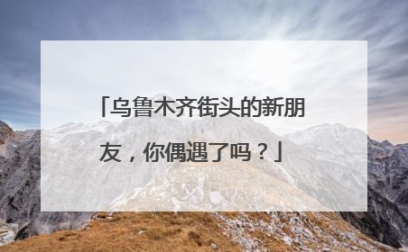 乌鲁木齐街头的新朋友，你偶遇了吗？