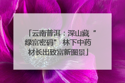 云南普洱：深山藏“绿富密码” 林下中药材长出致富新图景