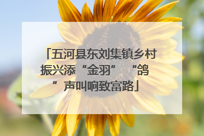 五河县东刘集镇乡村振兴添“金羽” “鸽”声叫响致富路