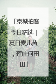 京城拍客今日精选｜夏日麦儿黄，莲叶何田田