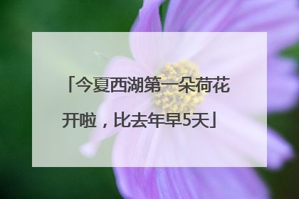 今夏西湖第一朵荷花开啦，比去年早5天