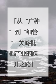 从“广种”到“细管” 关岭枇杷产业的跃升之路