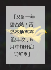 又到一年甜杏熟！青岛本地杏喜迎丰收，6月中旬开启尝鲜季