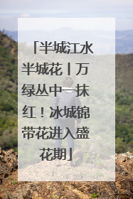 半城江水半城花丨万绿丛中一抹红！冰城锦带花进入盛花期