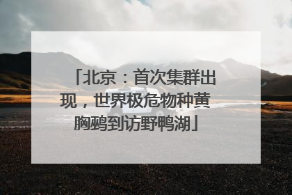 北京：首次集群出现，世界极危物种黄胸鹀到访野鸭湖
