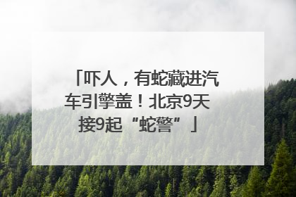 吓人，有蛇藏进汽车引擎盖！北京9天接9起“蛇警”