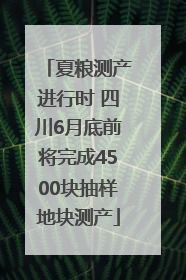 夏粮测产进行时 四川6月底前将完成4500块抽样地块测产