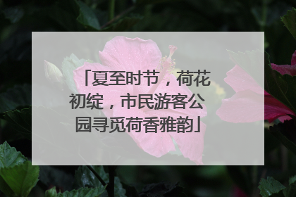 夏至时节，荷花初绽，市民游客公园寻觅荷香雅韵