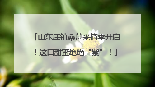 山东庄镇桑葚采摘季开启！这口甜蜜绝绝“紫”！