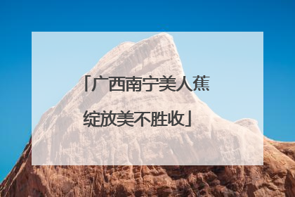 广西南宁美人蕉绽放美不胜收