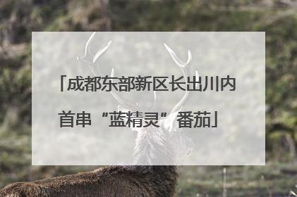 成都东部新区长出川内首串“蓝精灵”番茄