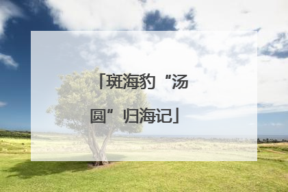 斑海豹“汤圆”归海记