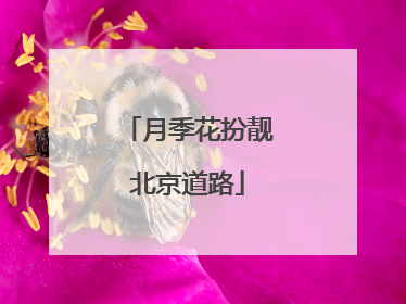 月季花扮靓北京道路