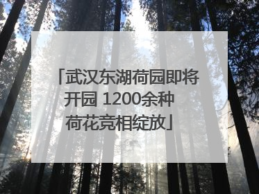 武汉东湖荷园即将开园 1200余种荷花竞相绽放