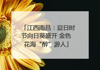 江西南昌：夏日时节向日葵盛开 金色花海“醉”游人
