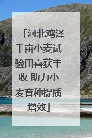 河北鸡泽千亩小麦试验田喜获丰收 助力小麦育种提质增效