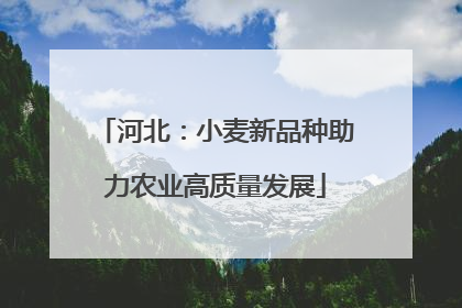 河北：小麦新品种助力农业高质量发展