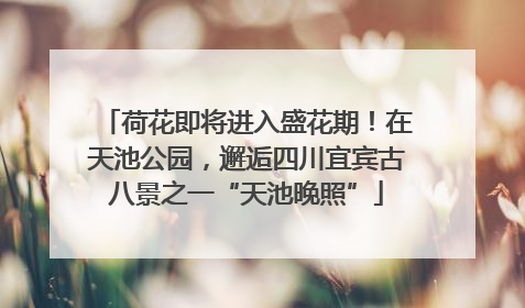 荷花即将进入盛花期！在天池公园，邂逅四川宜宾古八景之一“天池晚照”