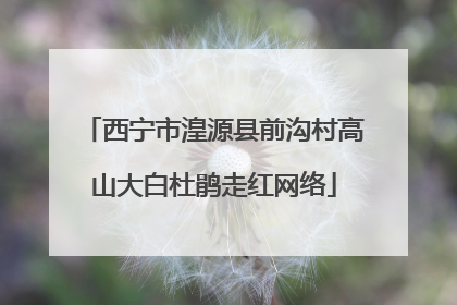 西宁市湟源县前沟村高山大白杜鹃走红网络
