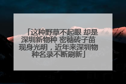 这种野草不起眼 却是深圳新物种 密穗砖子苗现身光明，近年来深圳物种名录不断刷新