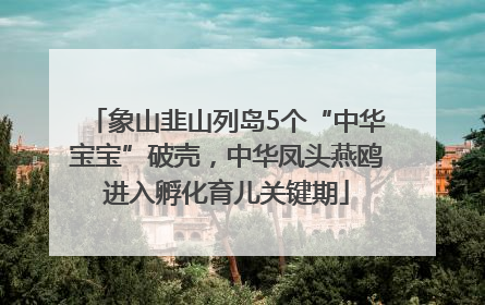 象山韭山列岛5个“中华宝宝”破壳，中华凤头燕鸥进入孵化育儿关键期