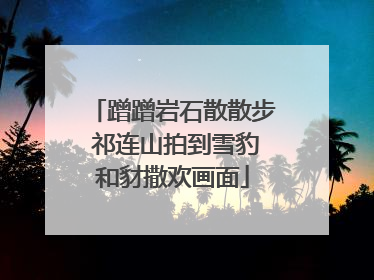 蹭蹭岩石散散步 祁连山拍到雪豹和豺撒欢画面