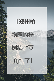 郑州植物园的梓树结“豆角”了