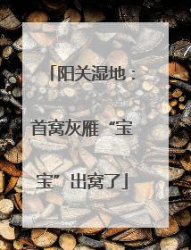阳关湿地：首窝灰雁“宝宝”出窝了