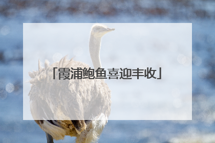 霞浦鲍鱼喜迎丰收
