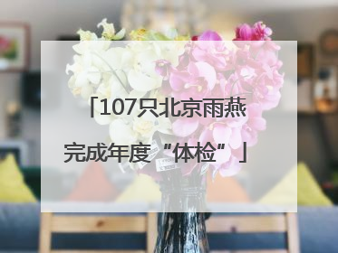 107只北京雨燕完成年度“体检”
